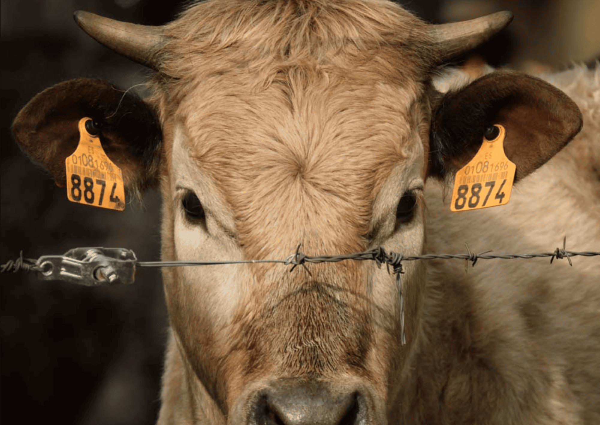 Señorío Charro refuerza el valor gastronómico del turismo rural en Salamanca